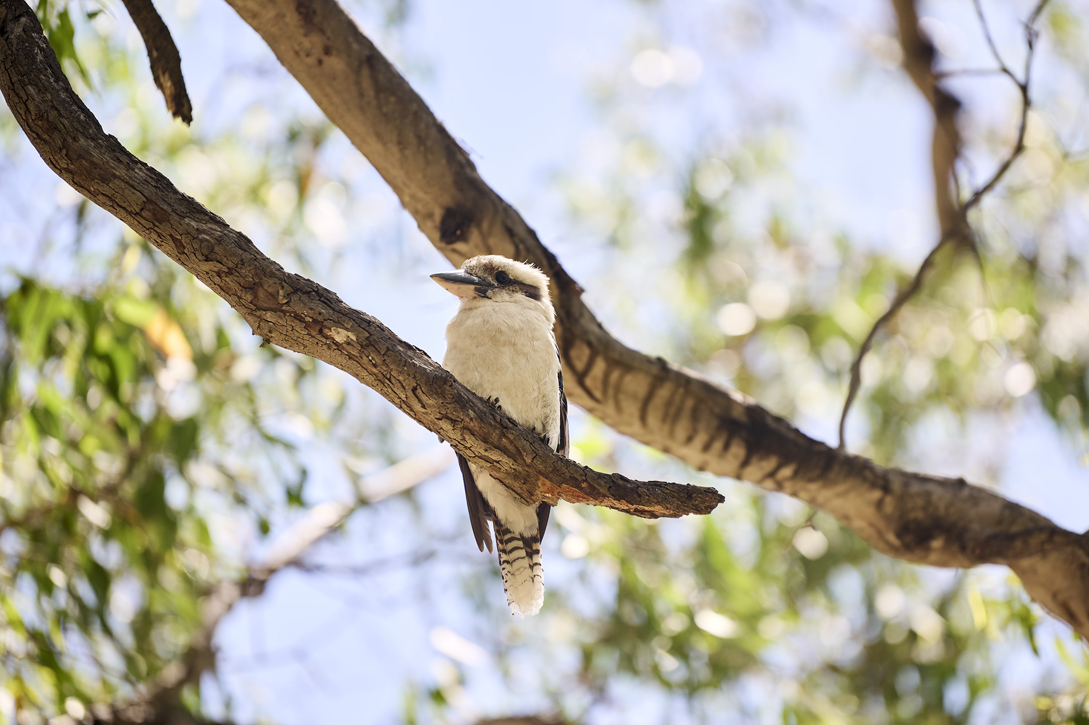 Ardena Estate - Wattle Grove Lifestyle