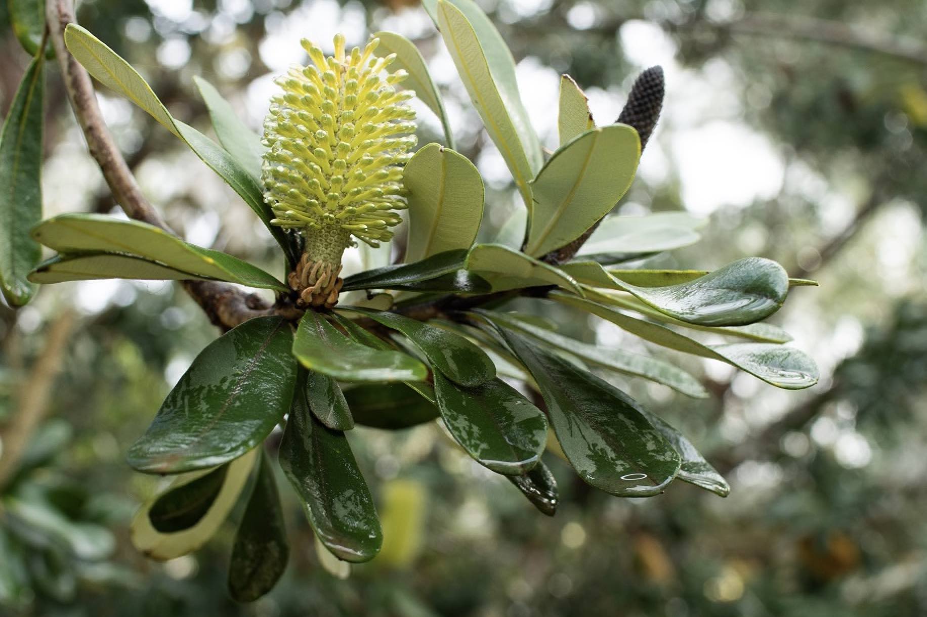 Stockland Banksia - Armstrong Creek