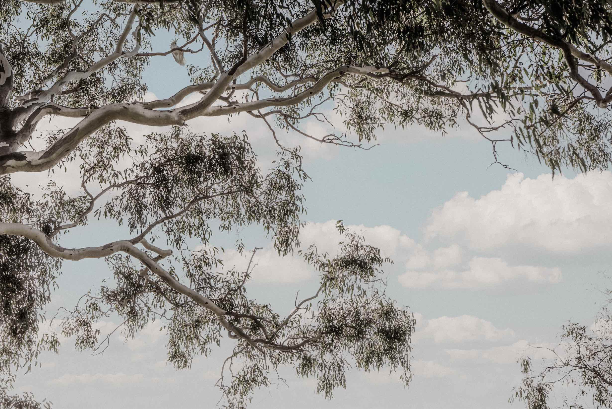 Birchmore for Waurn Ponds Estate - Waurn Ponds