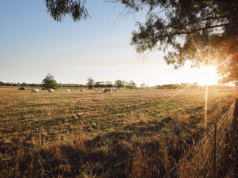 Bloomfield Warragul Estate - Nilm Streetscape