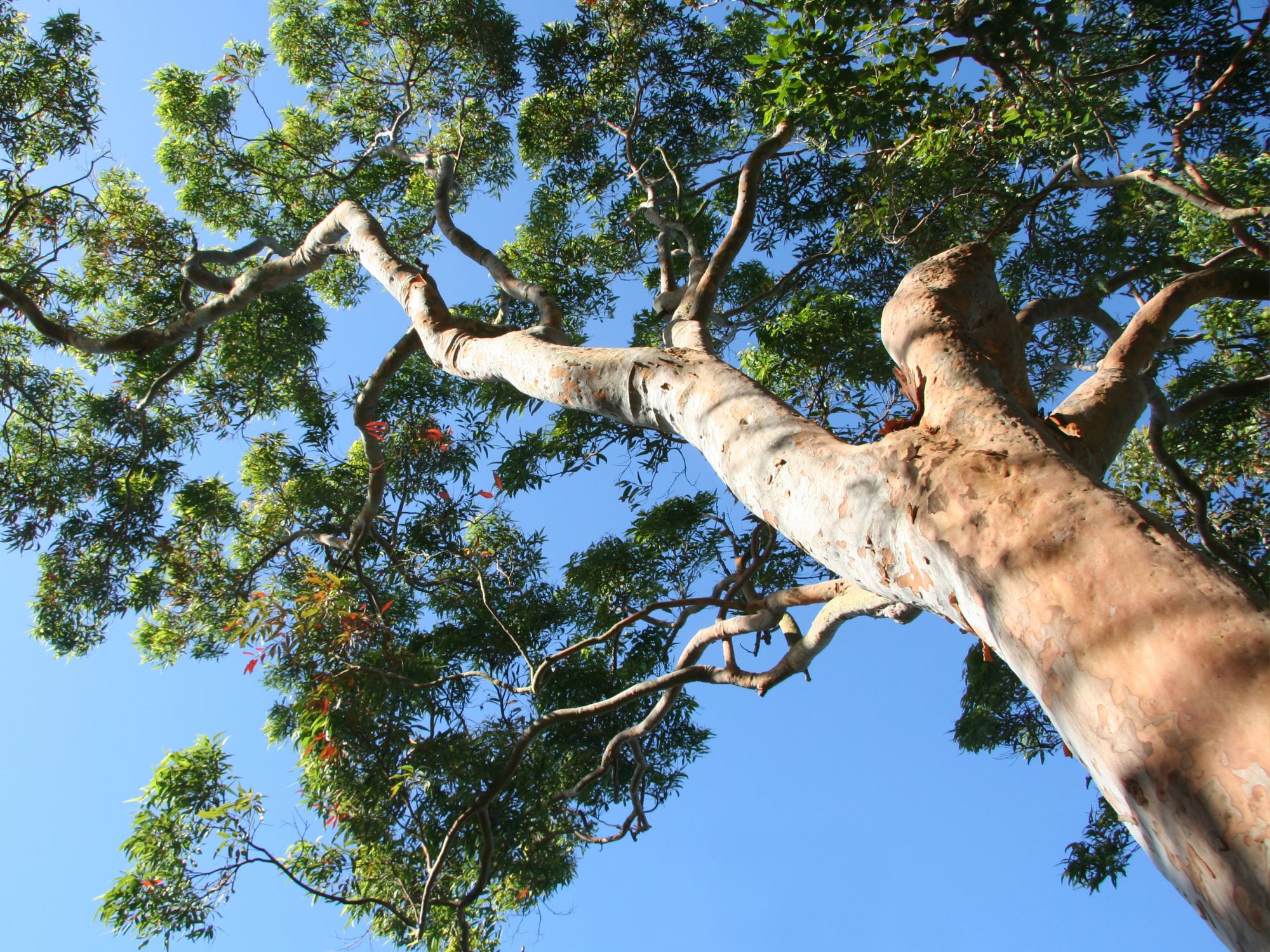 Blue Gum Fields Estate - Kyabram 