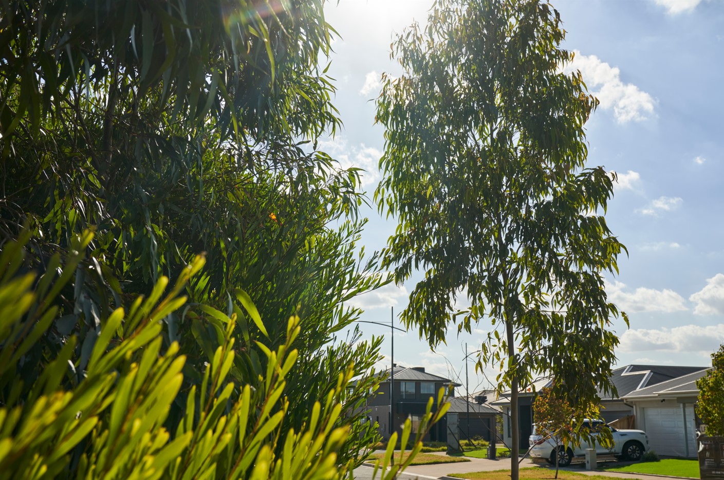 Botania Estate - Fraser Ri Streetscape