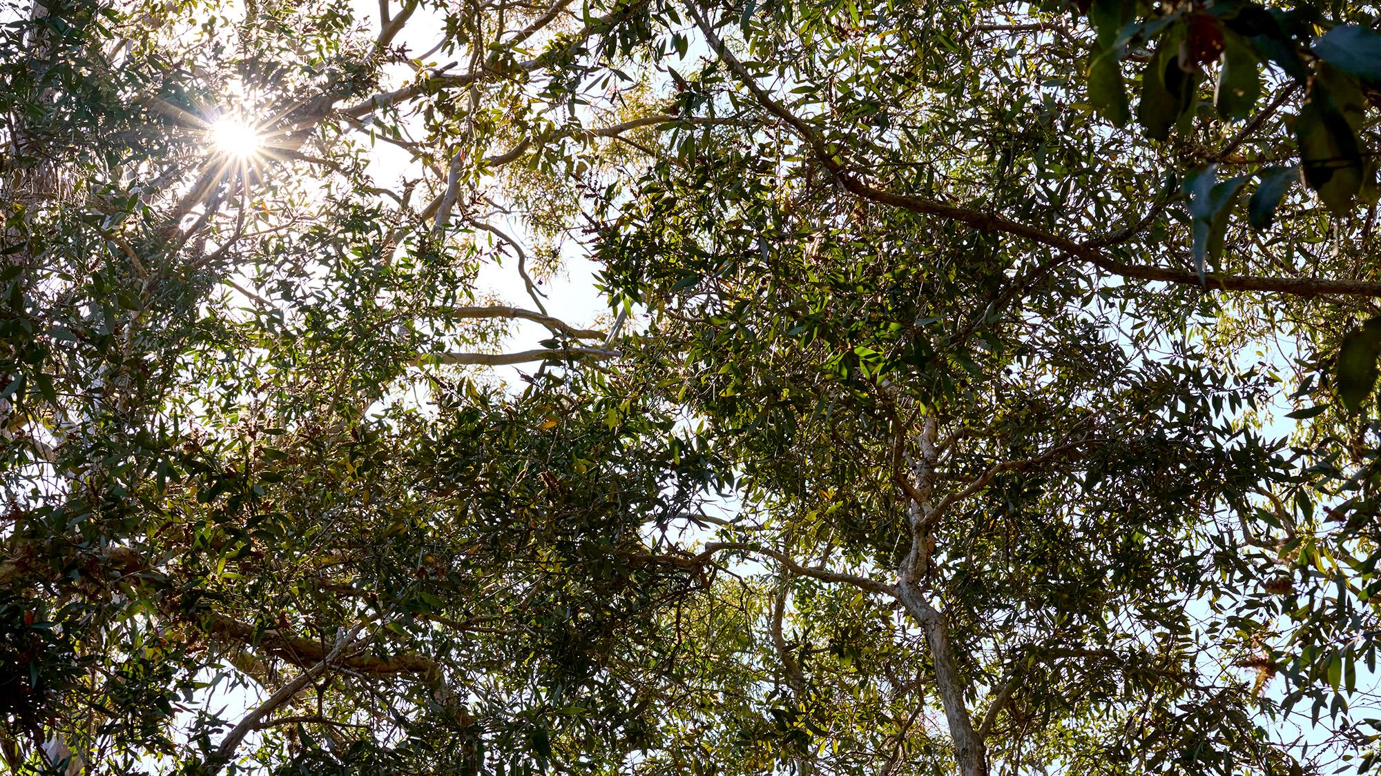Brookhaven Estate - Bahrs Scrub Lifestyle