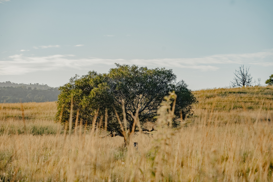 Coolibah Estate - Lowood Other