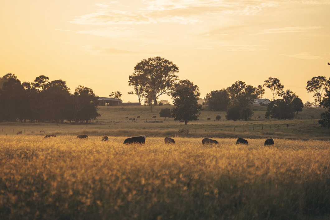 Coolibah Estate - Lowood Other