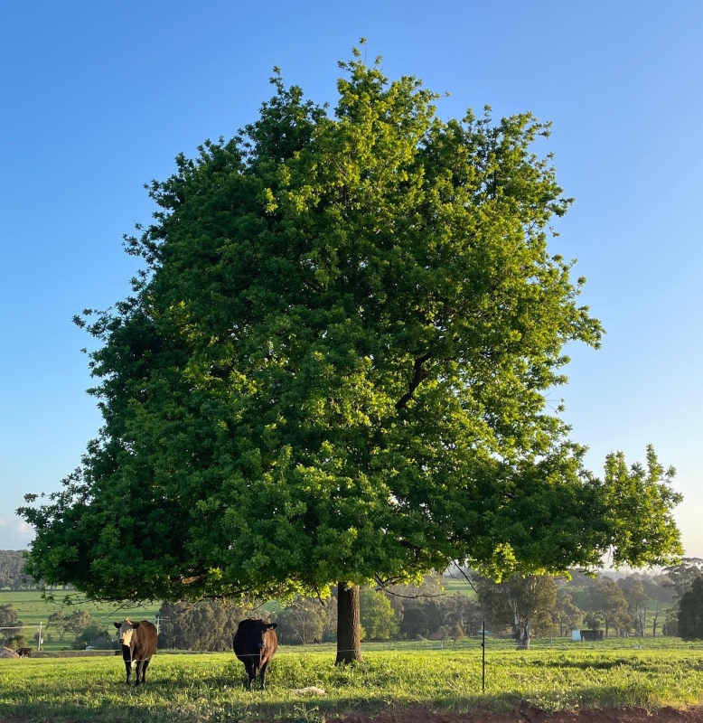 Drouin Fields Estate - Drouin Lifestyle