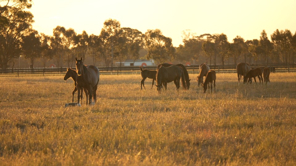 Elloura Estate - Nagambie Other