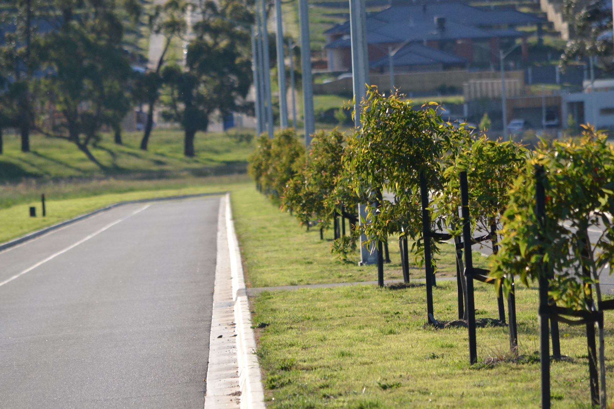 Ferntree Ridge Estate - Drouin Streetscape