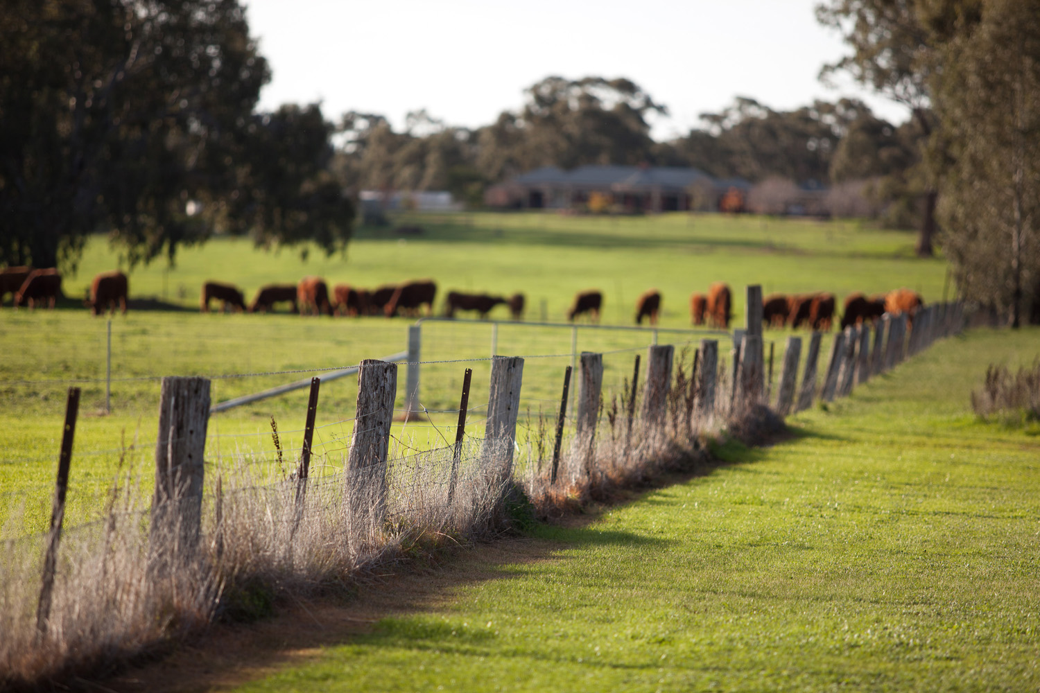 57-59 Edwards Road - Jackass Flat