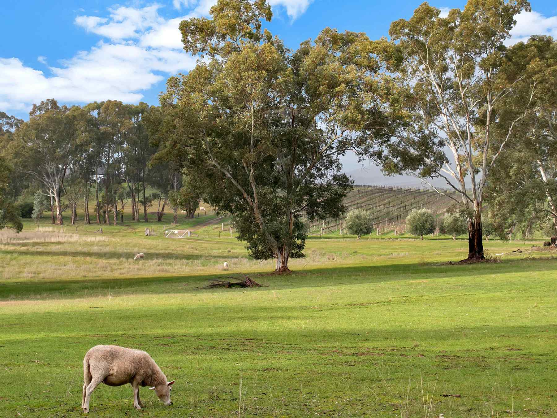 Gilbert-s Hill Estate - Lyndoch