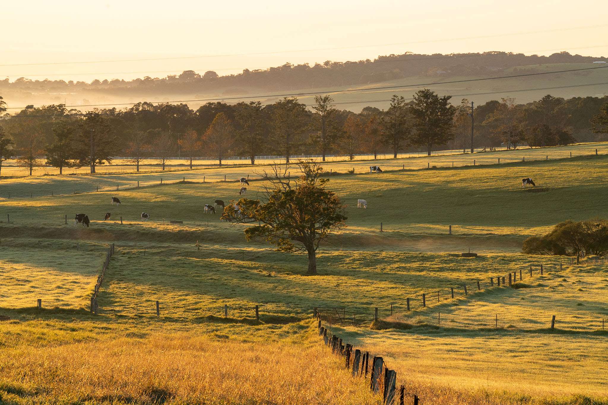 Golden Valley Estate - Jamberoo Aerial