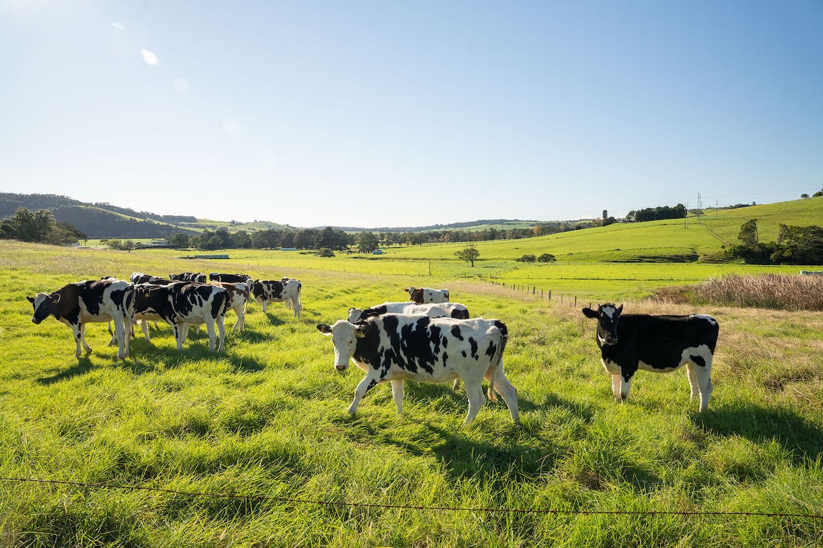 Golden Valley Estate - Jamberoo Lifestyle
