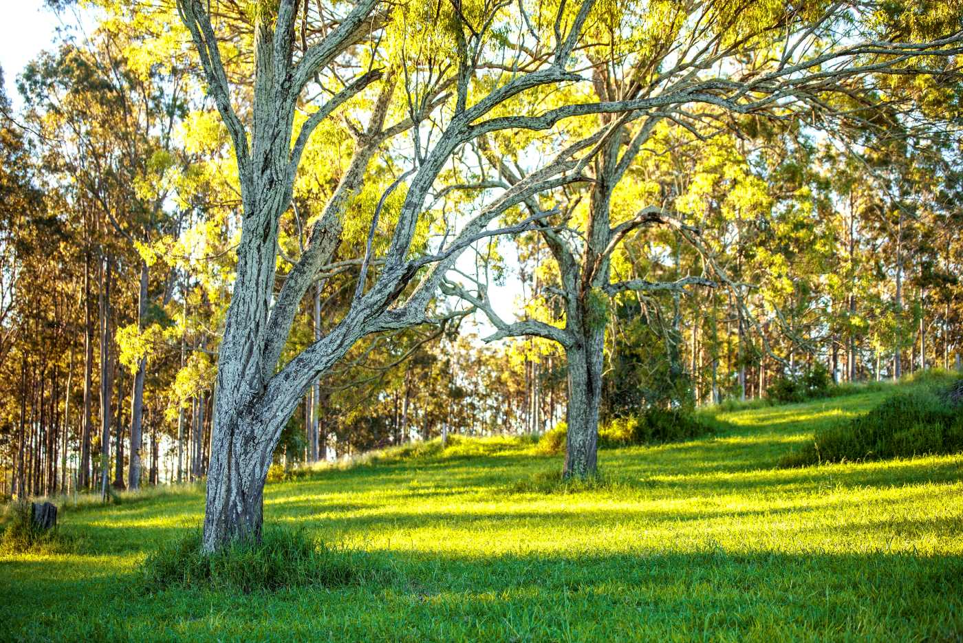 Hillview Estate - Boonah