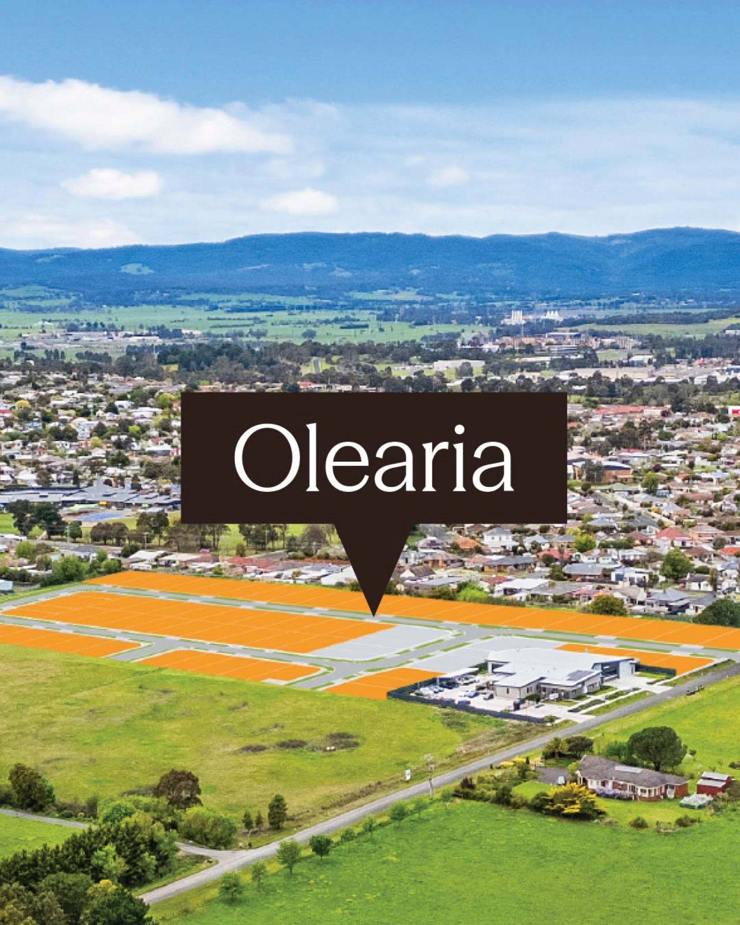 Olearia - Morw Aerial