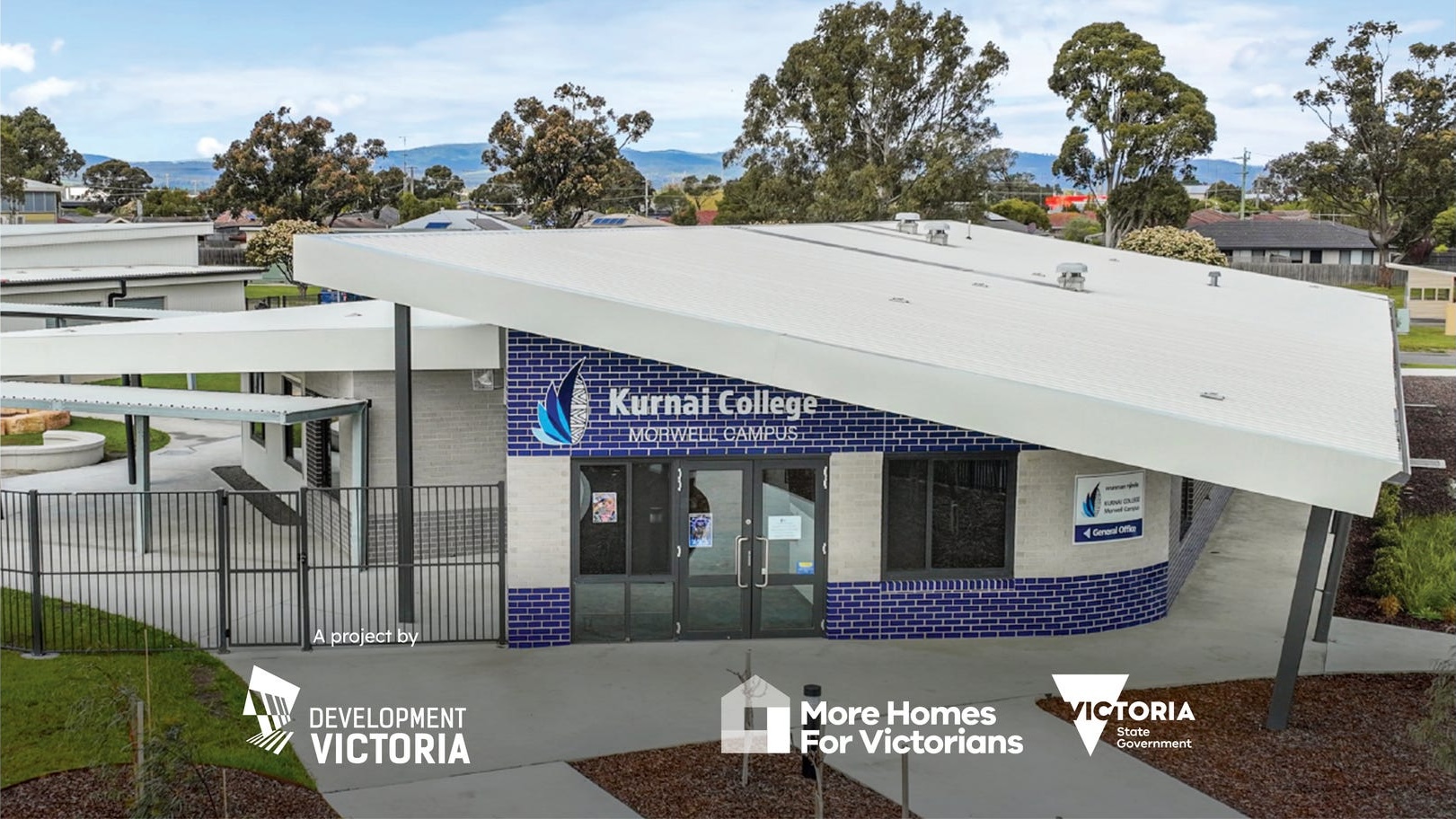 Olearia - Morwell Lifestyle
