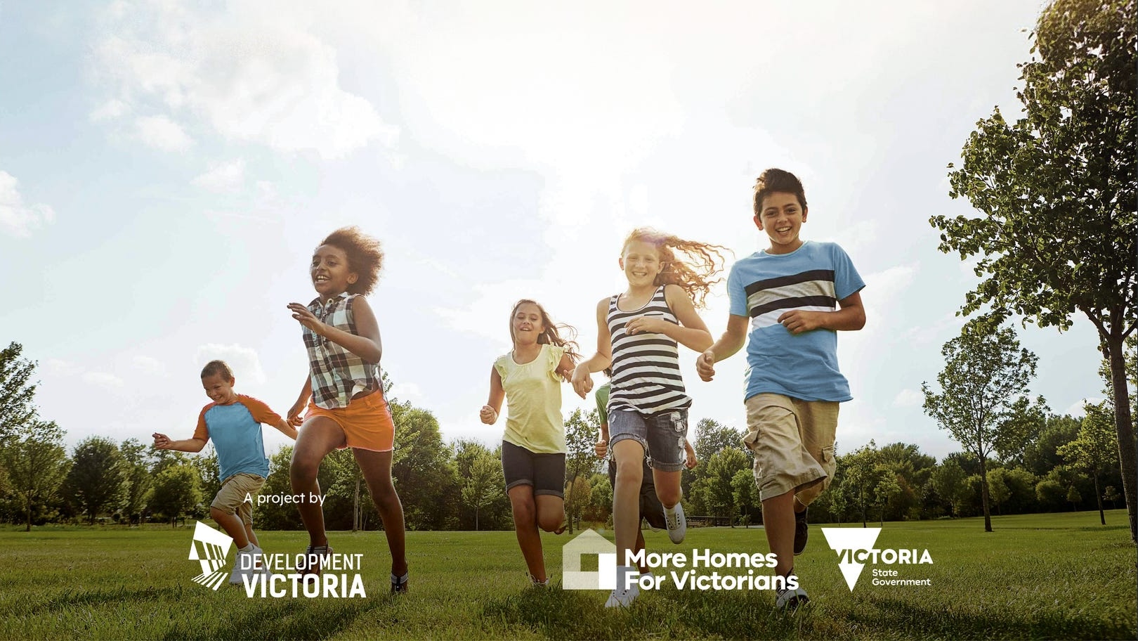 Olearia - Morwell Lifestyle