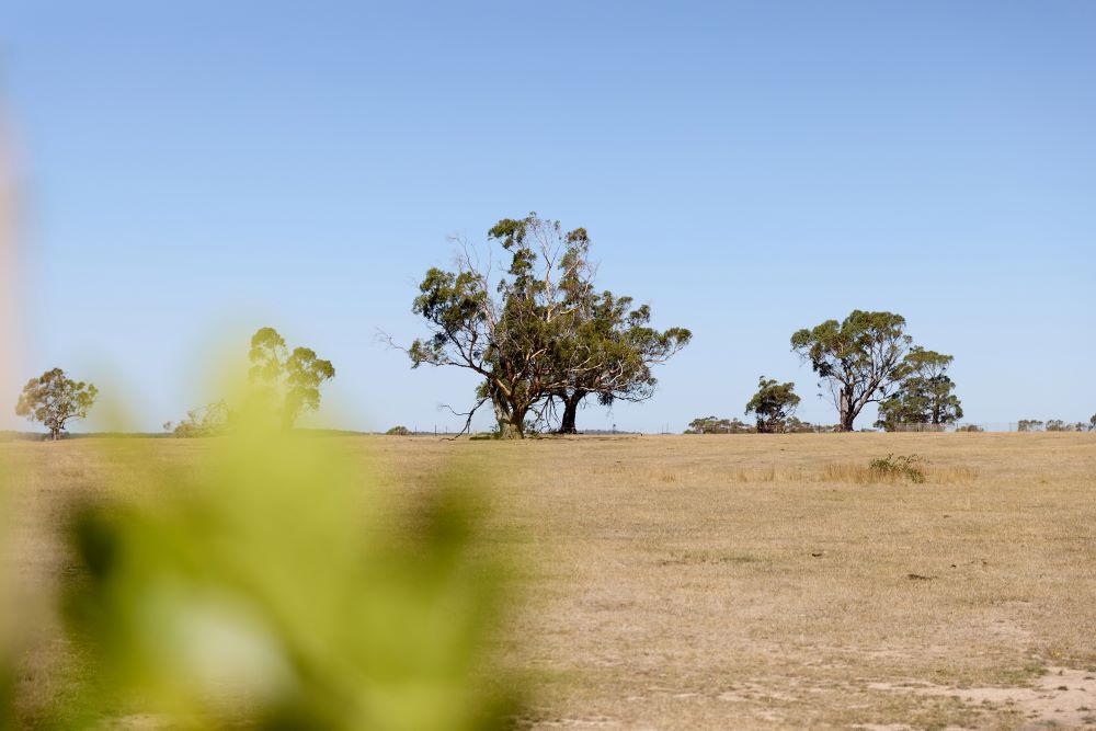 Rosalia Estate - Gisborn Lifestyle