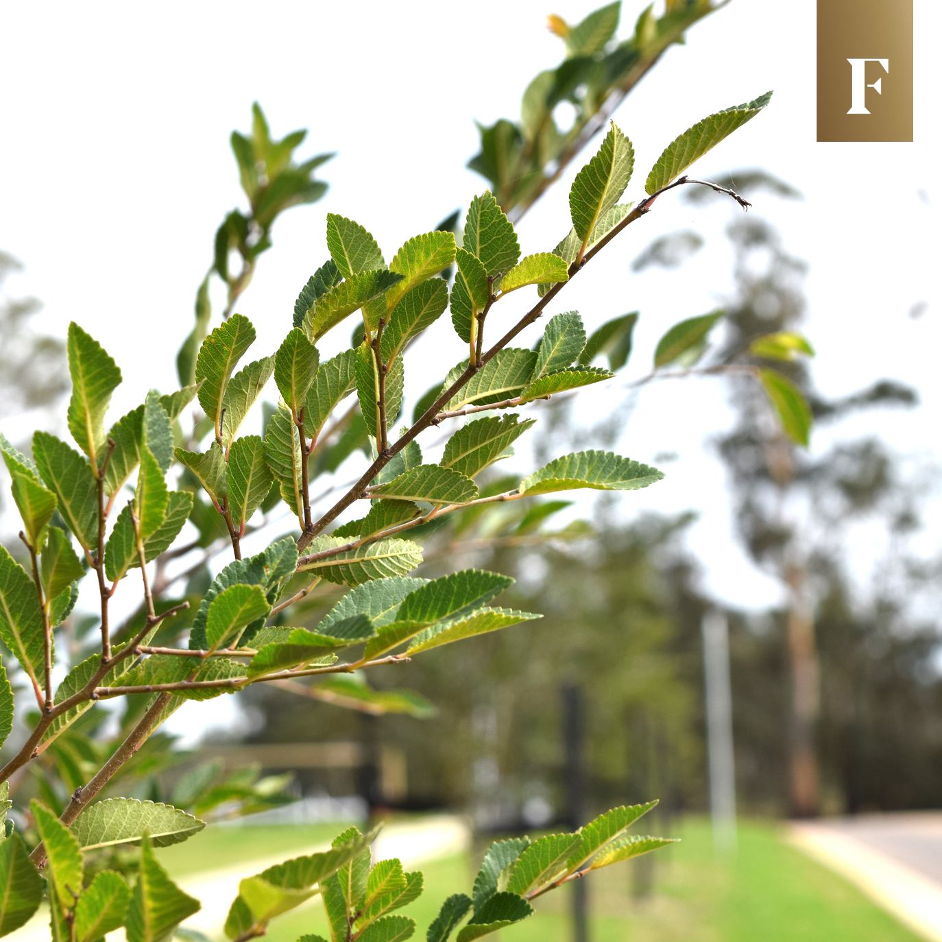 The Fairways Estate - Drouin Streetscape