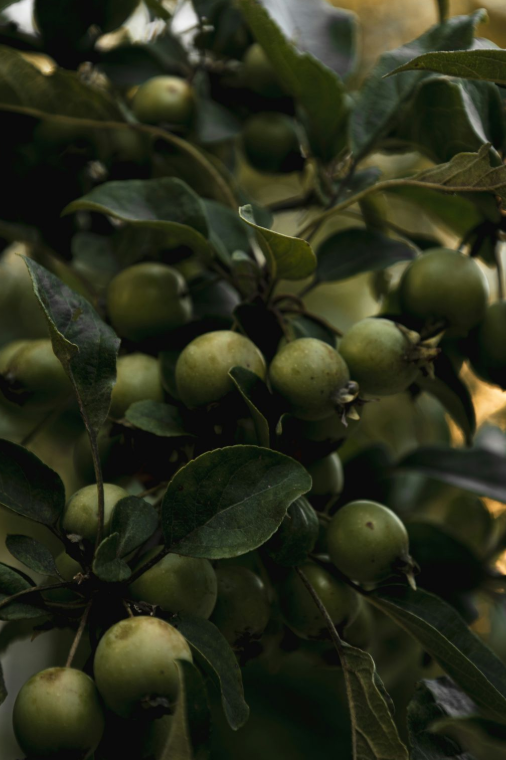 The Orchard Estate - Officer