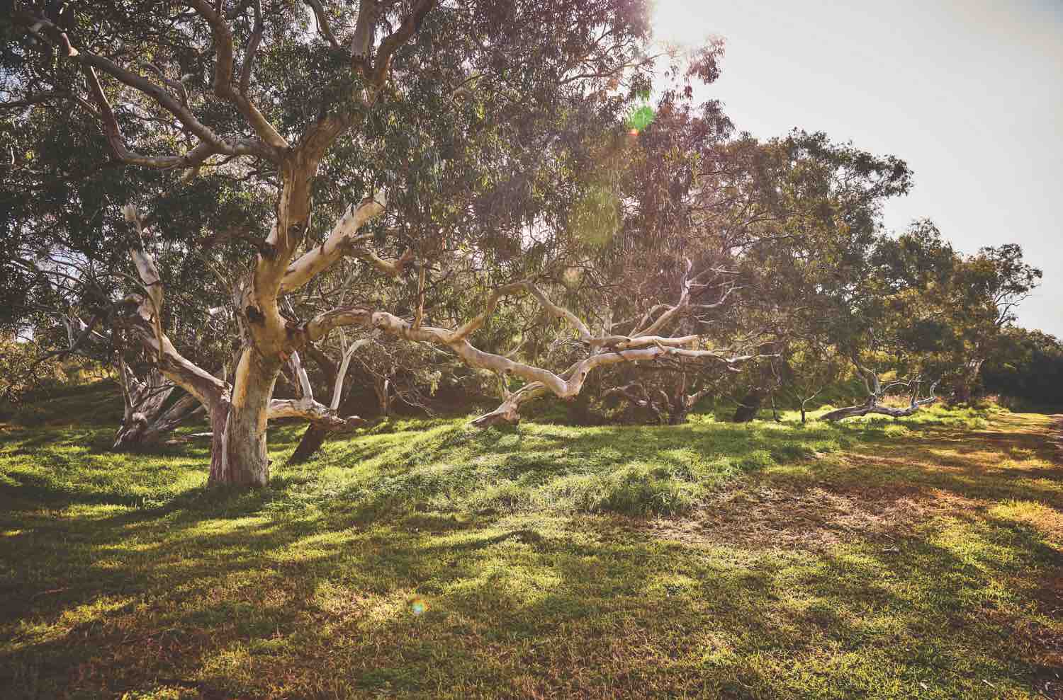 Williams Walk Estate - Rockbank