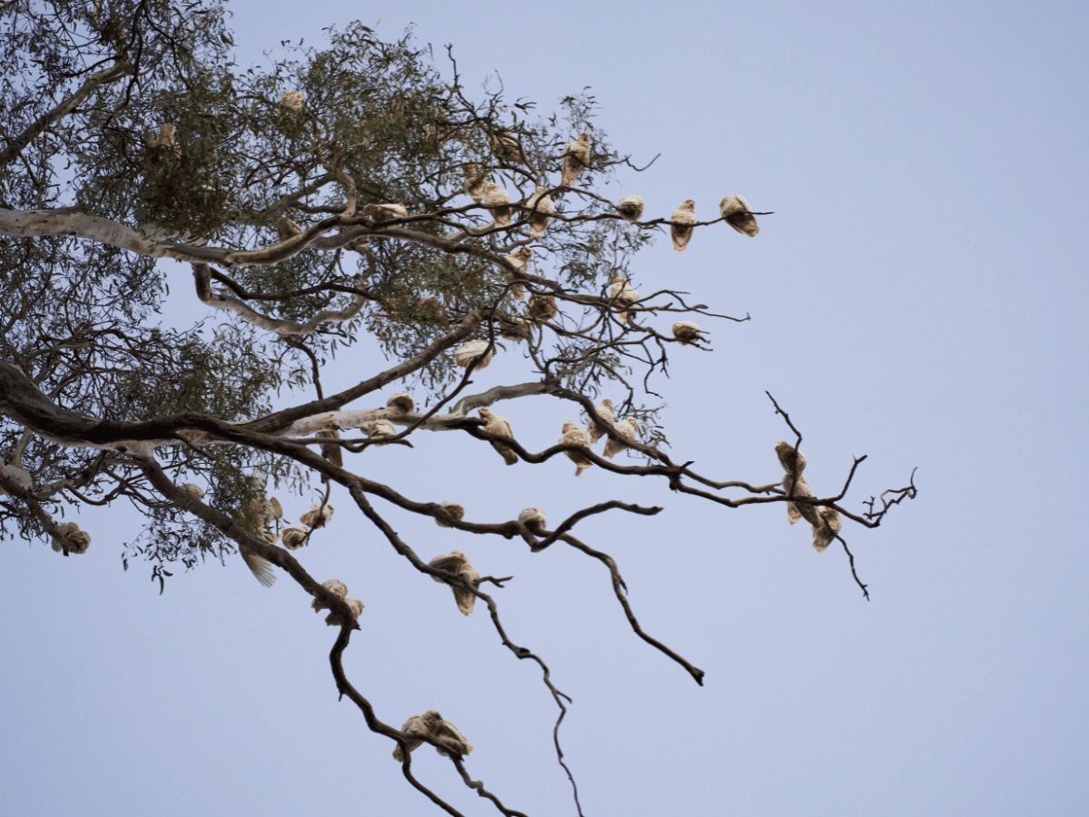 Yallarah Estate - Echuca Other