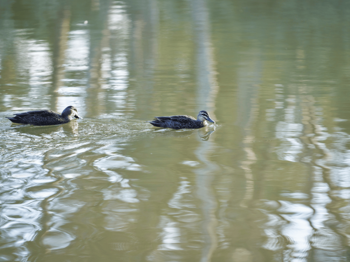 Yallarah Estate - Echuca Other