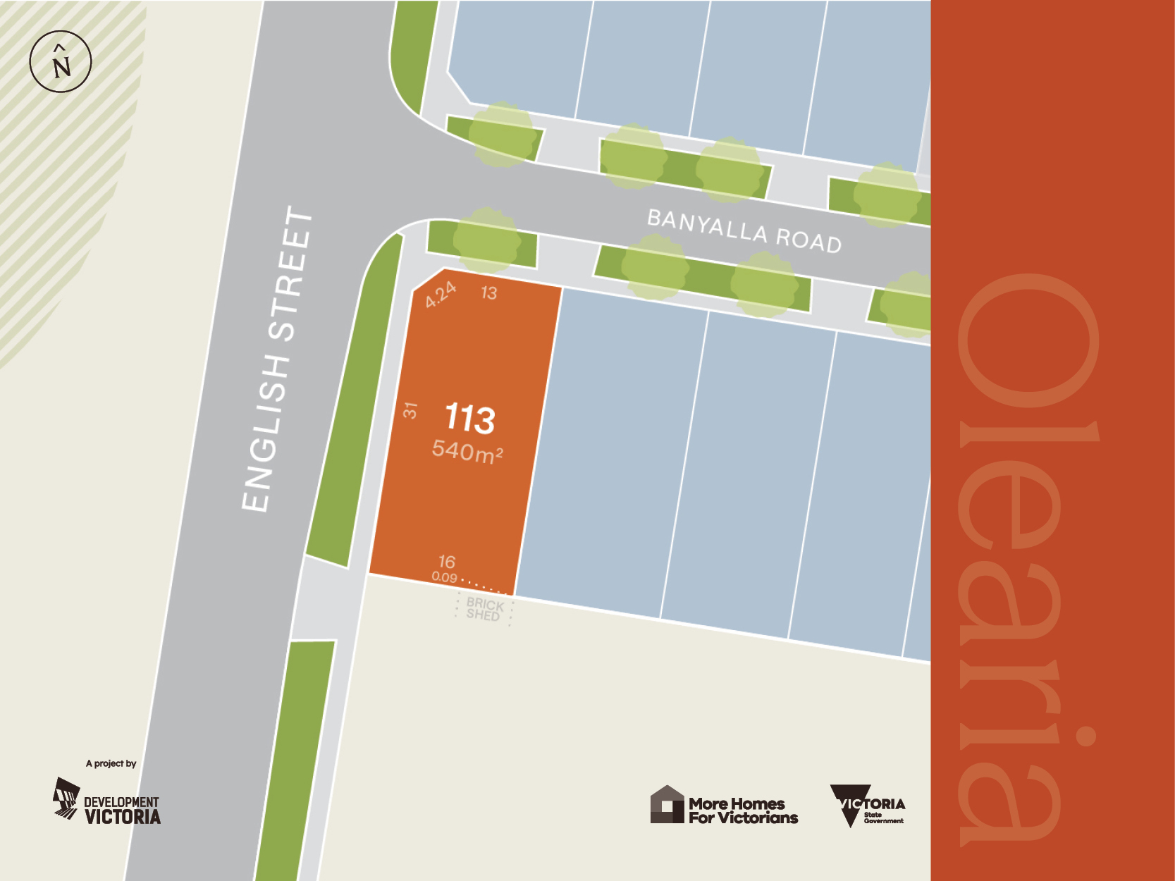 Olearia - Morwell - Lot 113