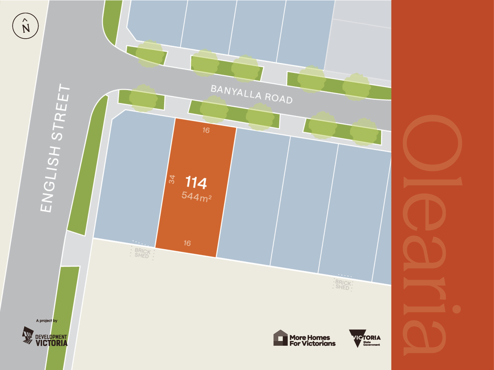 Olearia - Morwell - Lot 114