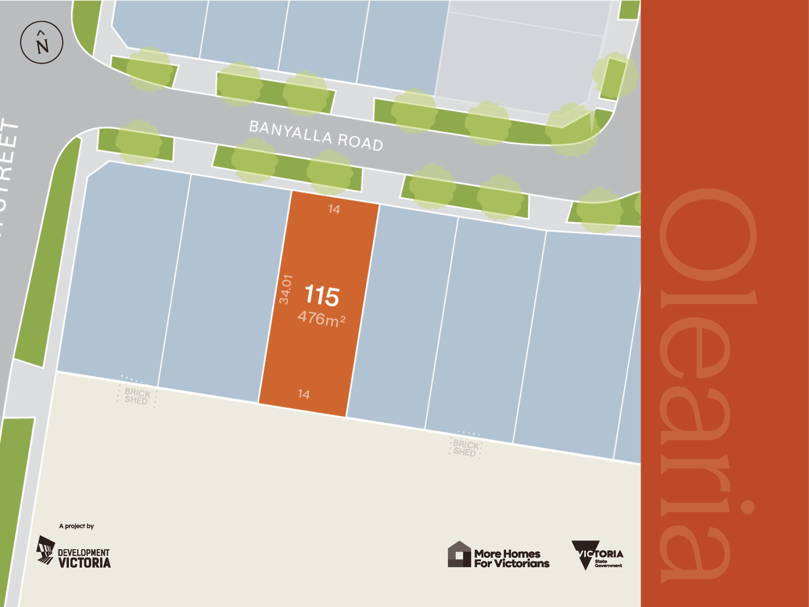 Olearia - Morwell - Lot 115