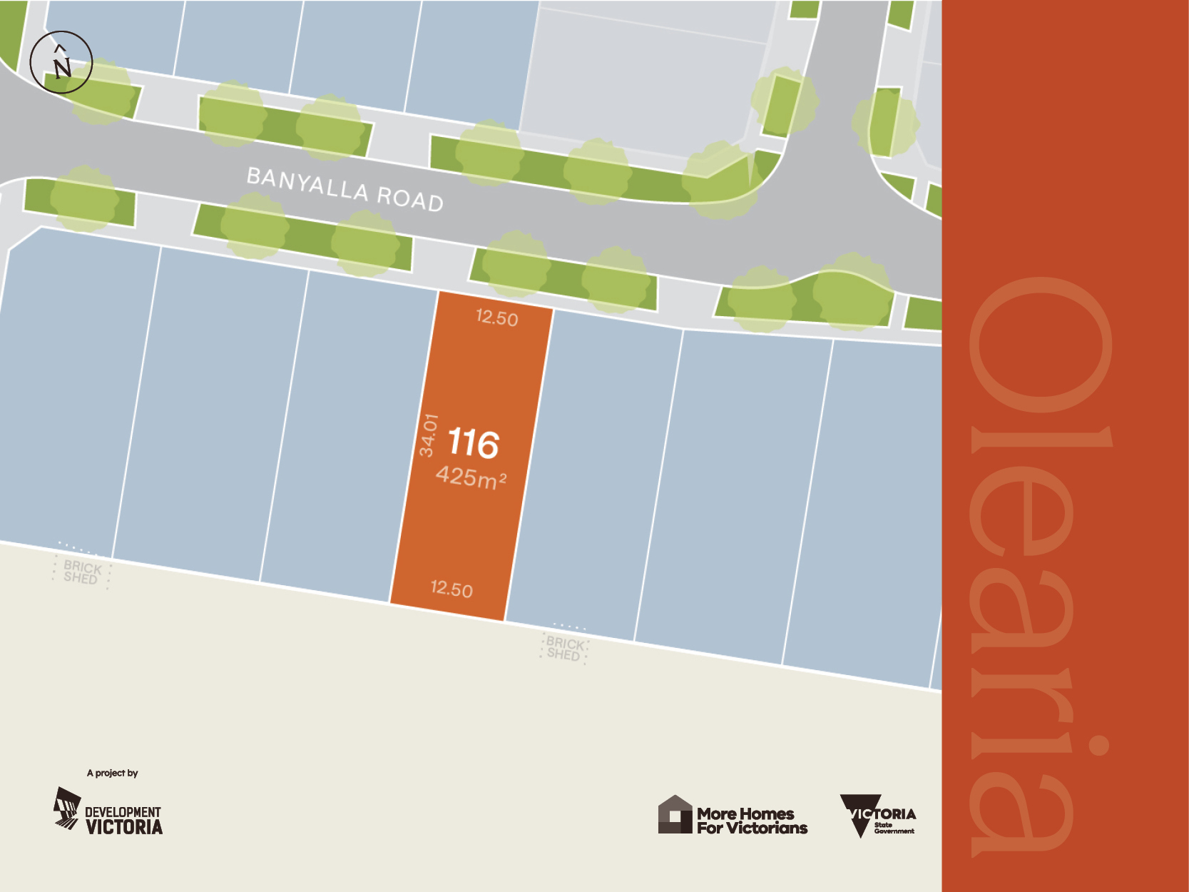 Olearia - Morwell - Lot 116
