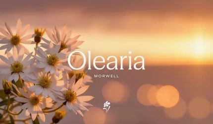 Olearia - 10 English Street, Morwell VIC 3840 - Morwell