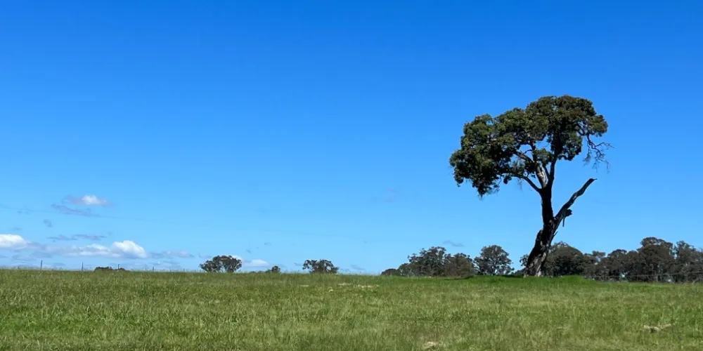 Tenterfield Rise Estate - Tenterfield